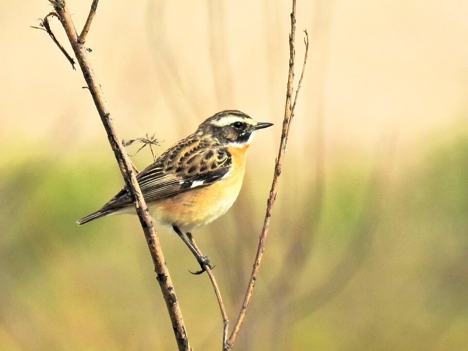 Songbird nature animal