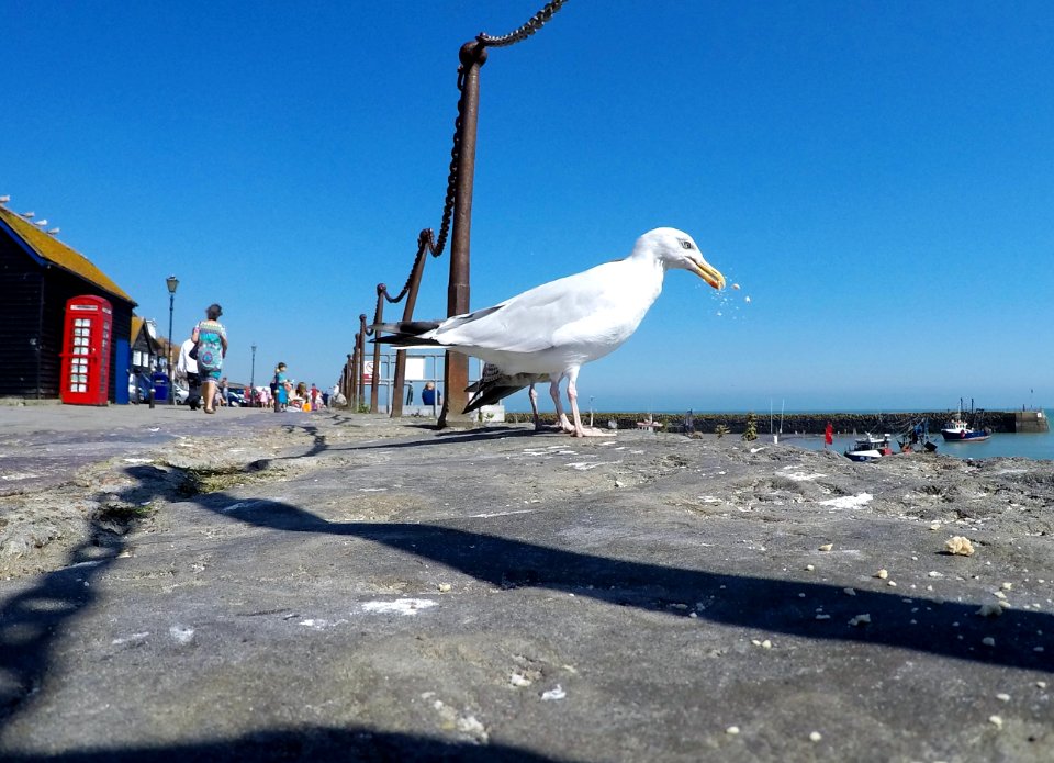 Folkestone, United kingdom, Harbour scene