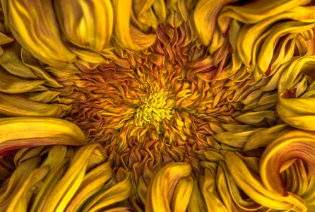 Chrysanthemum autumn affix