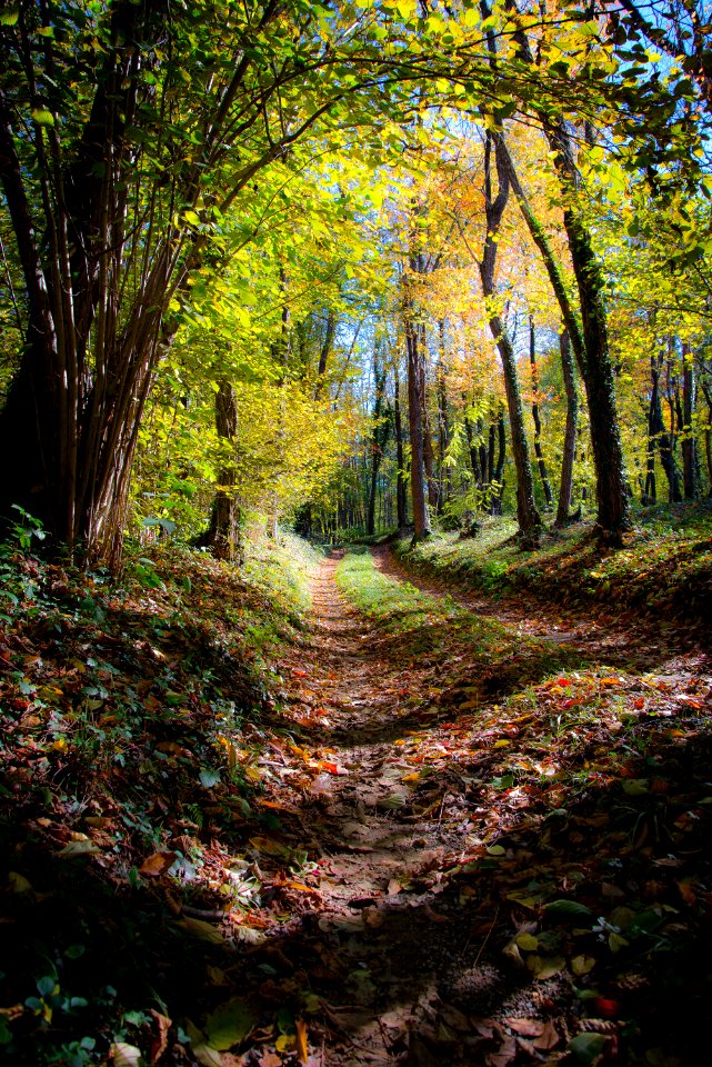 Italy, Colloredo di monte albano, Sunnyday