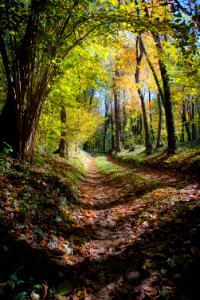 Italy, Colloredo di monte albano, Sunnyday