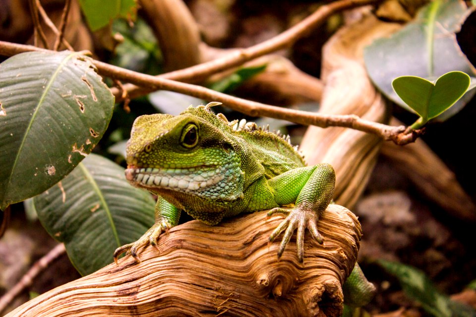 Zoo berlin, Berlin, Germany