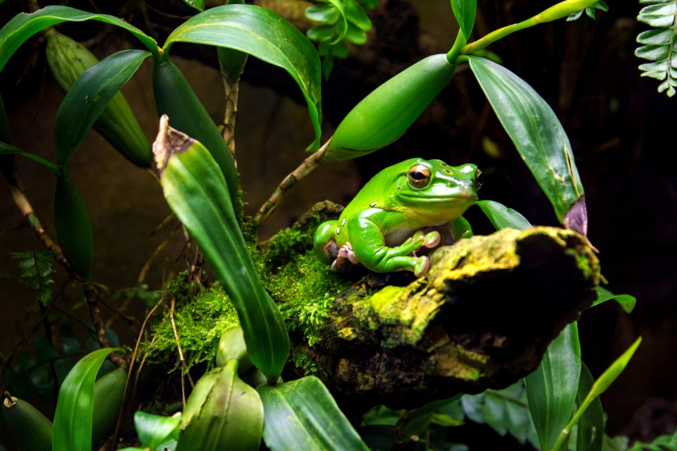 Zoo, Green, Frog photo