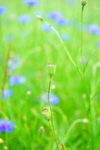 Klatschmohn fruit capsule capsule