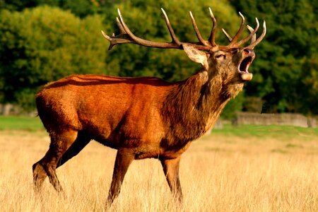 Animal antlers buck