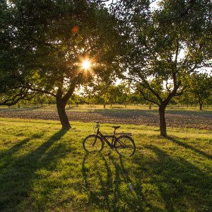 black bicycle on green grass field during sunset photo