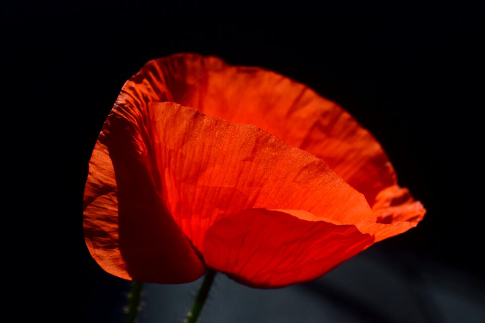Flower red poppy red