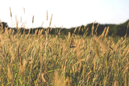brown grass field during daytime photo