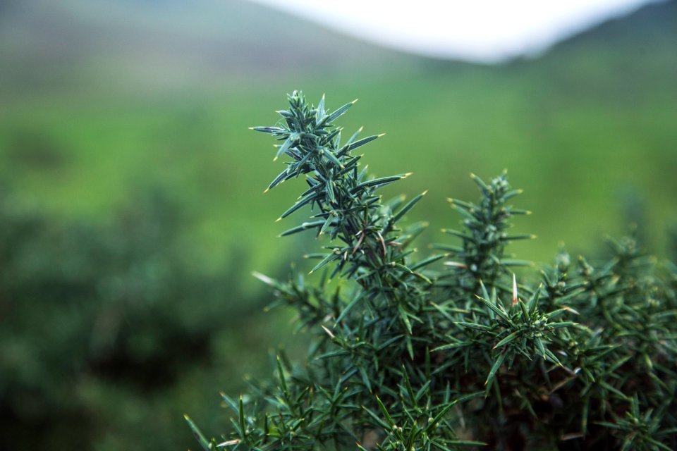 green plant in tilt shift lens