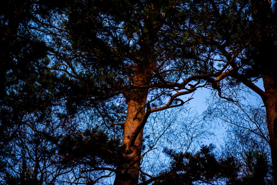 green trees during daytime