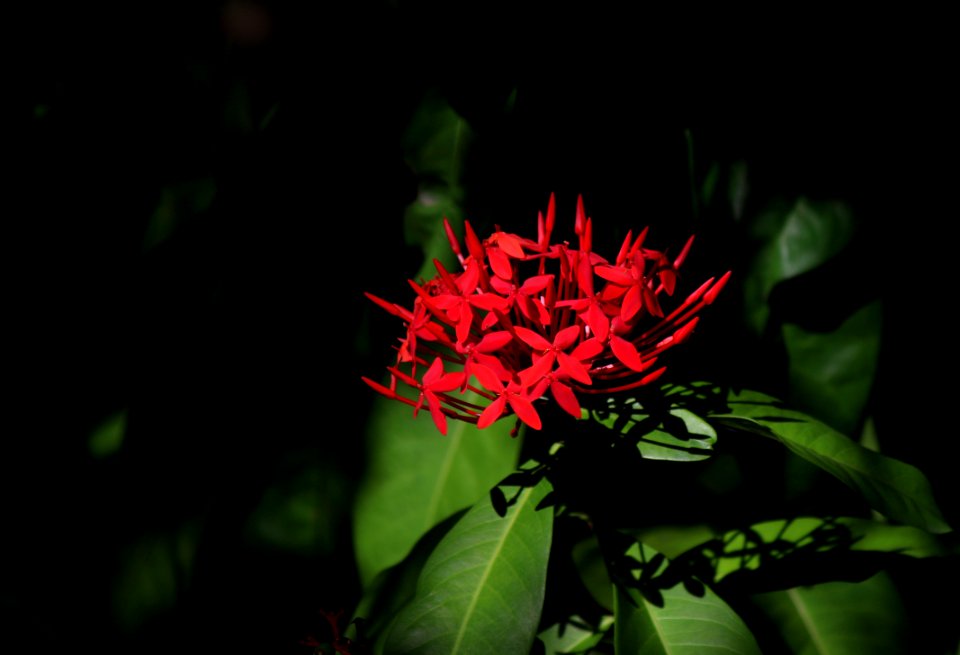 Wallpaper, Nature