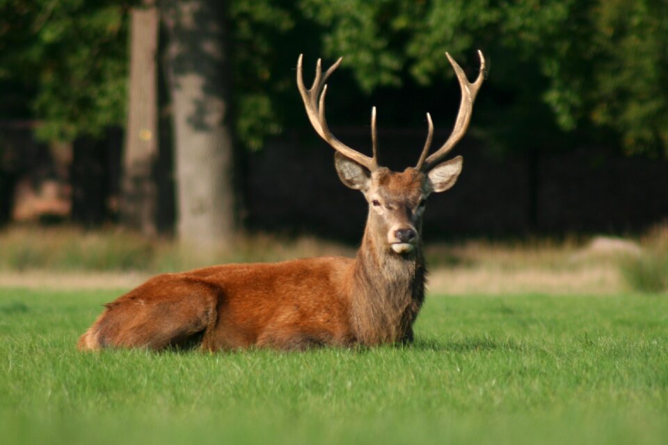 Wildlife mammal wild
