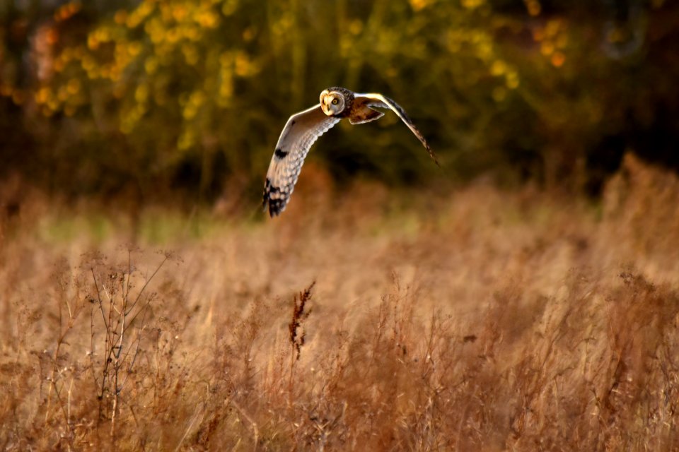 Bird, Nature, Photography