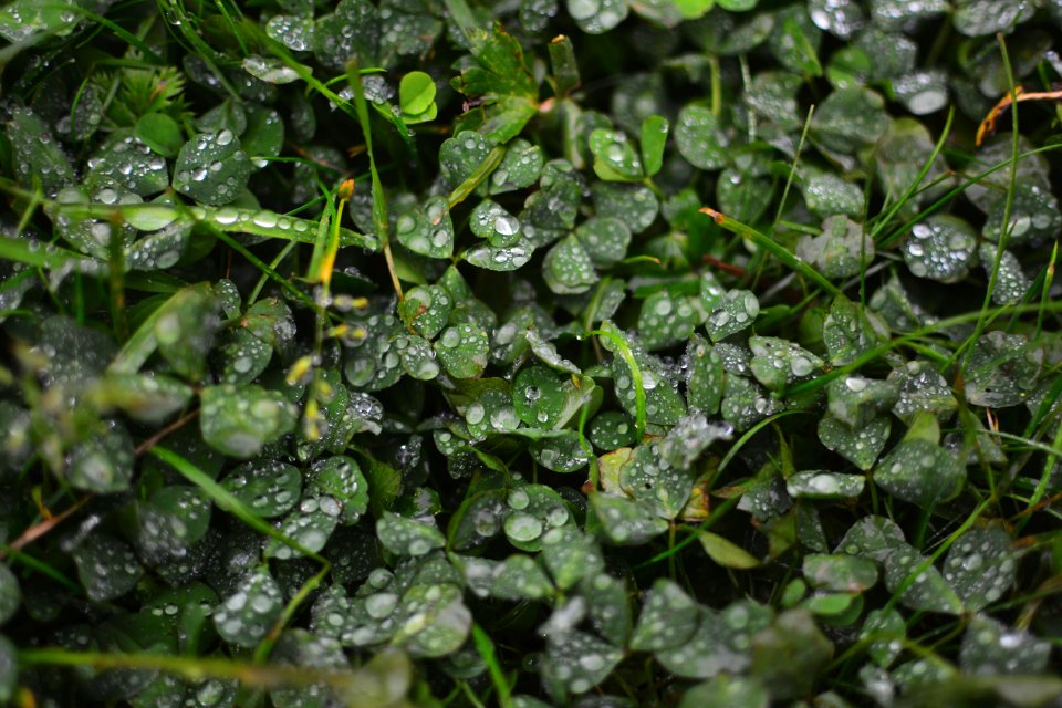 Macro, Green, Water drop