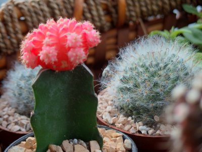Bangkok, Thailand, Cactus