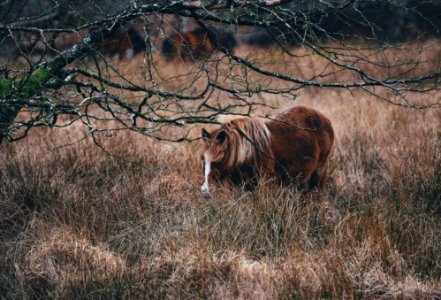 horse on tall grasses photo