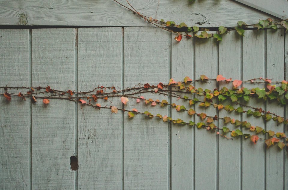Brookline, United states, Ivy