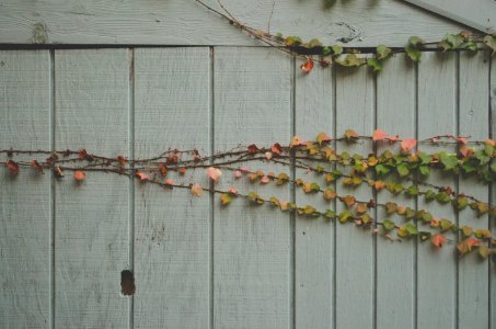 Brookline, United states, Ivy