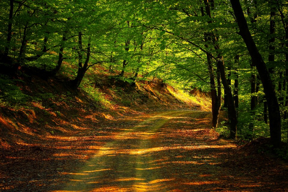 Spring landscape green