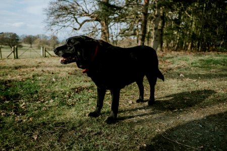 black dog near trees photo