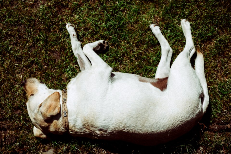 short-coated white dog