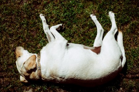 short-coated white dog photo