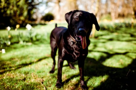 short-coated black dog close-up photography