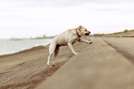 shallow focus photo of short-coated white dog photo
