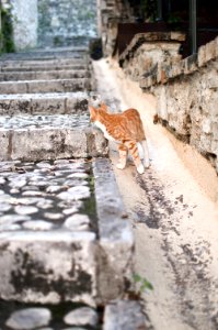 Corfu, Greece, Cat photo