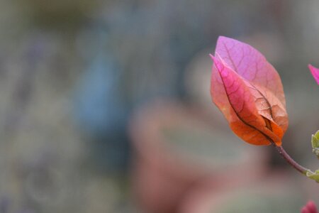 Leaf natural plant