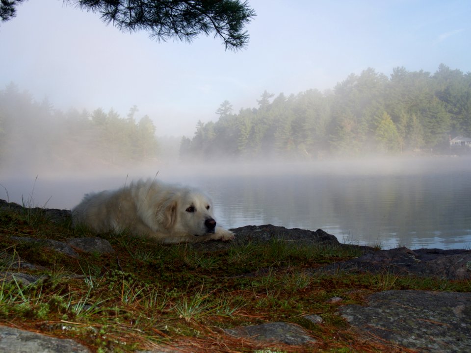 Murdock river road, Canada, Peaceful dog photo