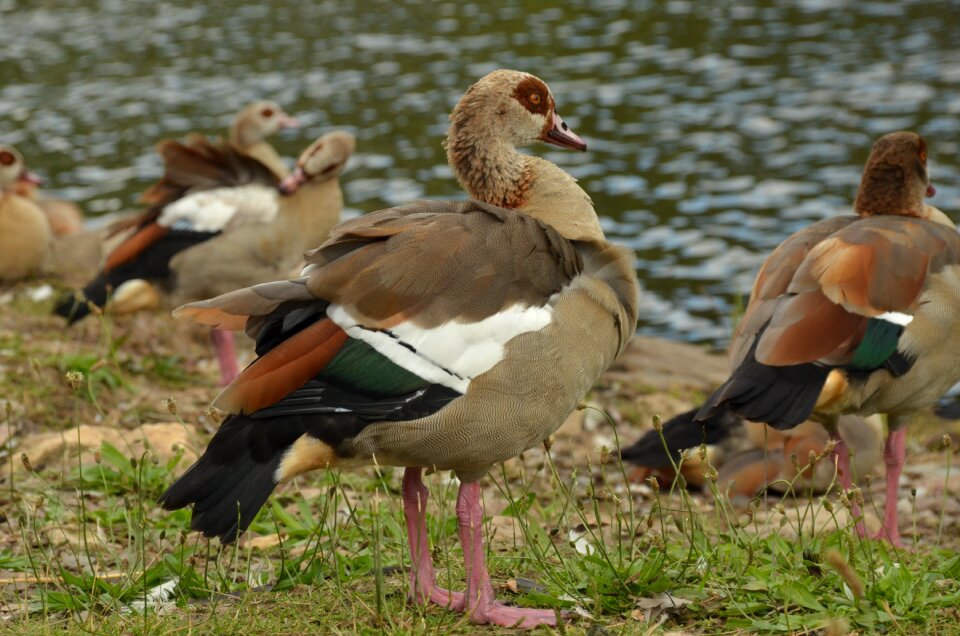Waterfowl feathers brown