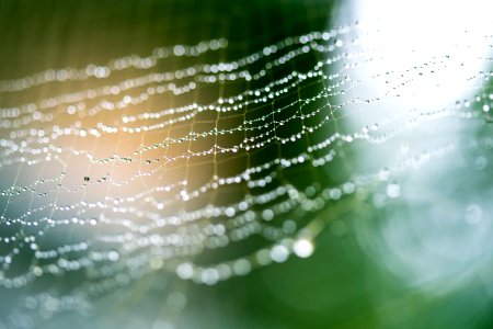 water droplets on spider web in close up photography photo