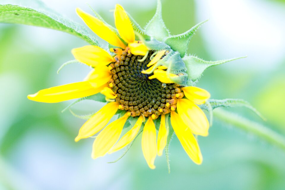 Helianthus annuus blossom bloom