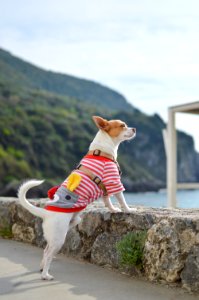 Corfu, Greece, Dog photo