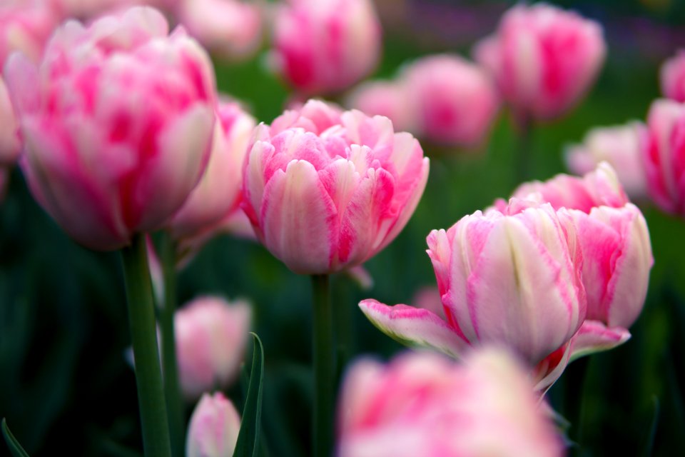 Colorful, Vivid, Green