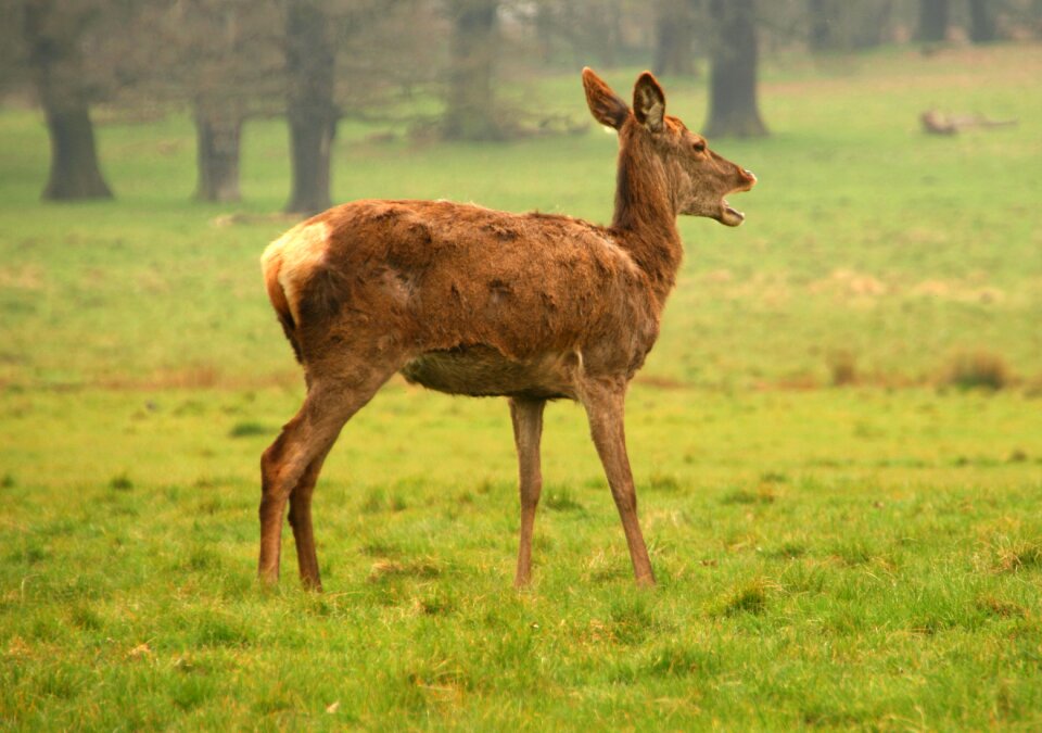 Wildlife mammal nature