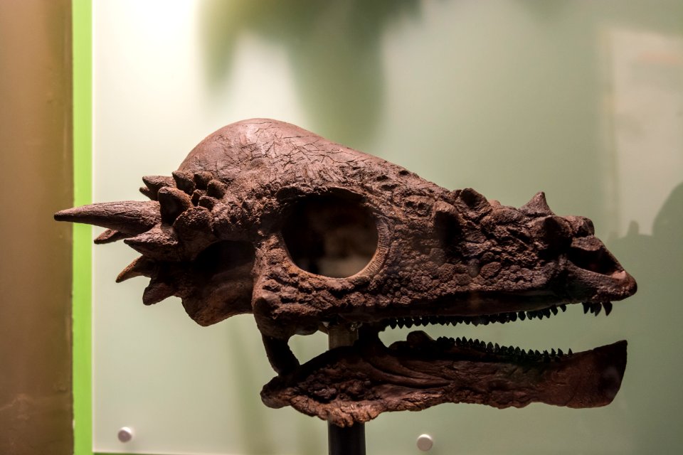 Extinct, Animals, Dinosaur