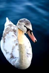 white and black swan on body of water