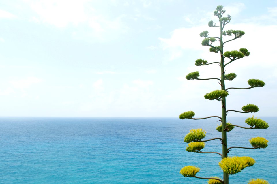 green leaved tree near calm body of water