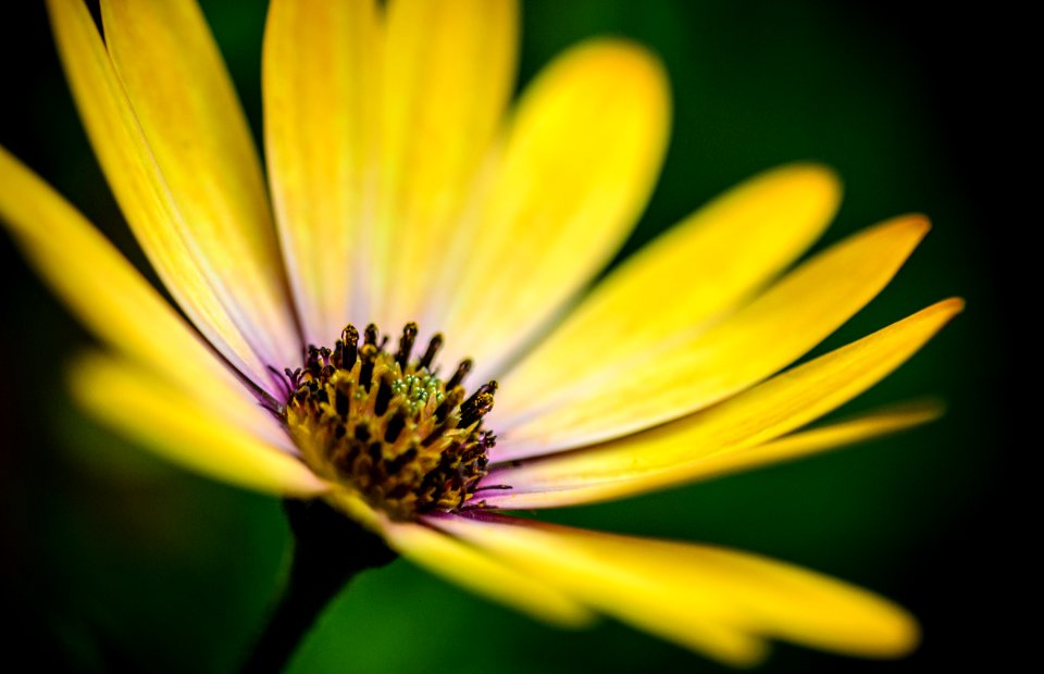Flower, Macro, Radiant