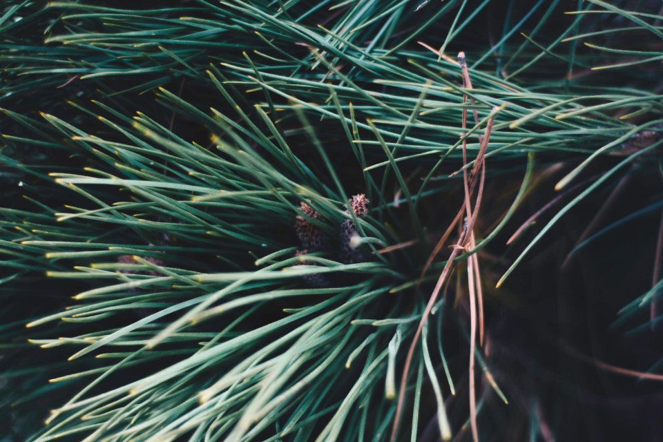 50mm, D7200, Nikon