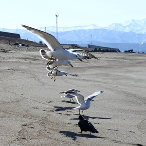 Seagull seabird wild animal