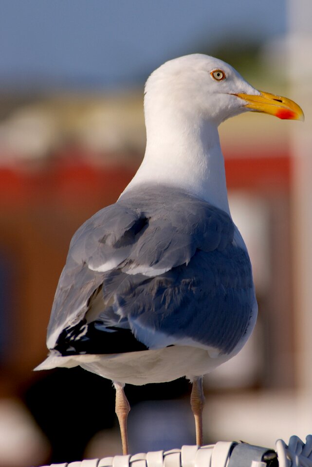 Seagull animal bird