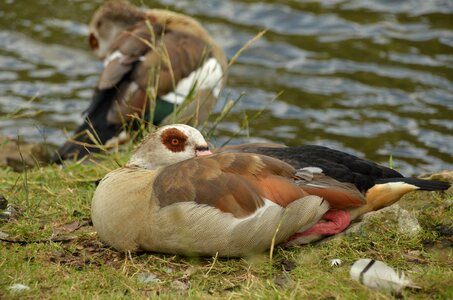 Waterfowl feathers brown