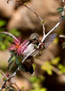 Tucson, United states, Closeup photo