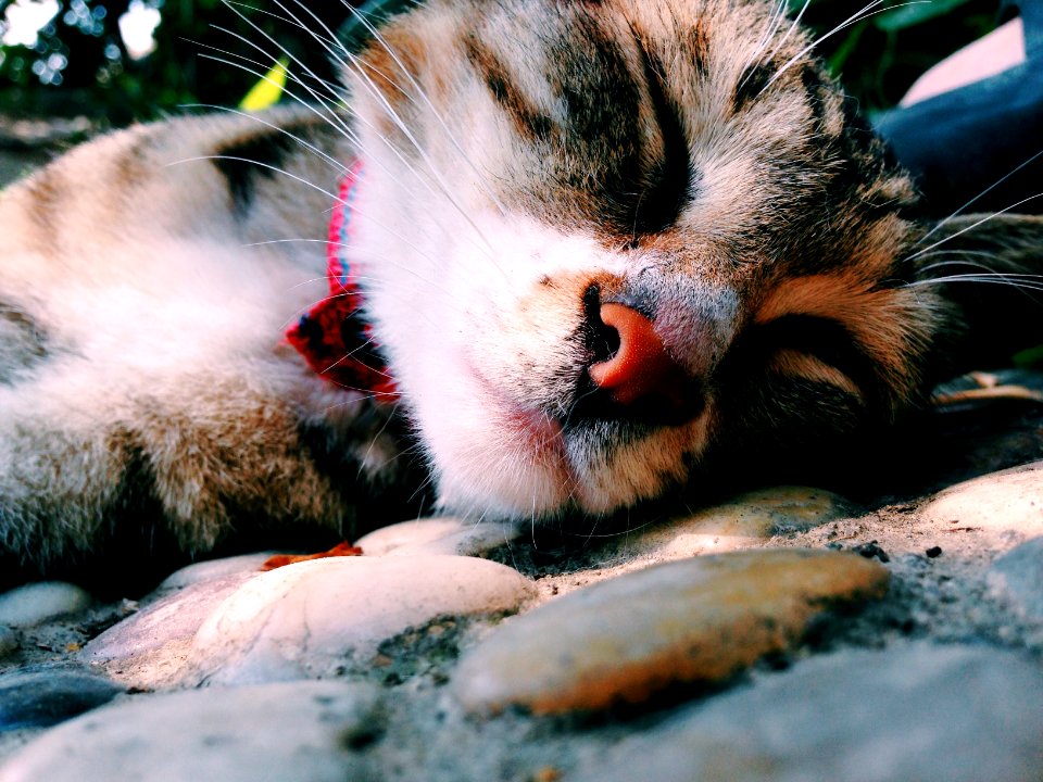 Foshan, China, Animal