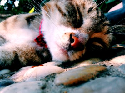 Foshan, China, Animal