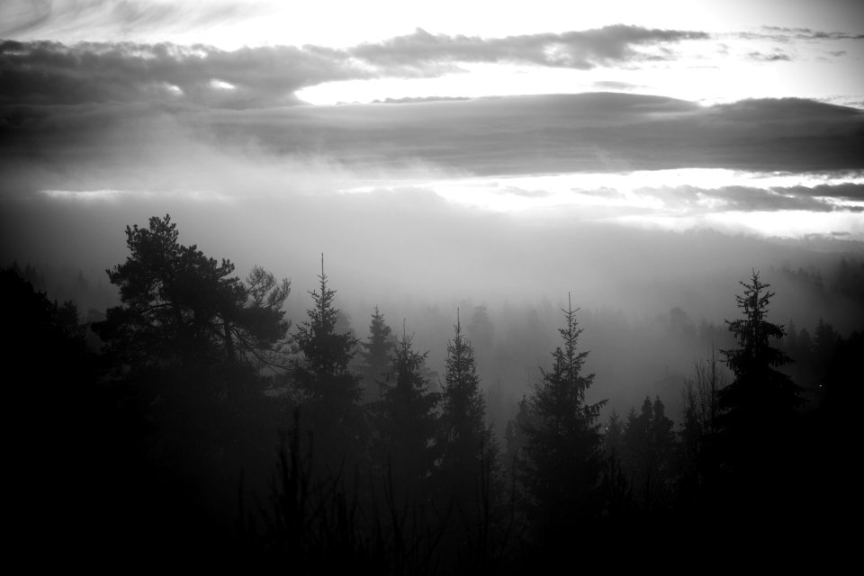 Konnerud, Norway, Trees