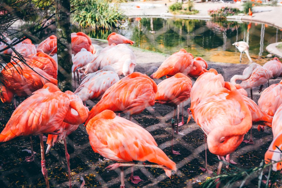 Copenhagen zoo, Frederiksberg, Denmark